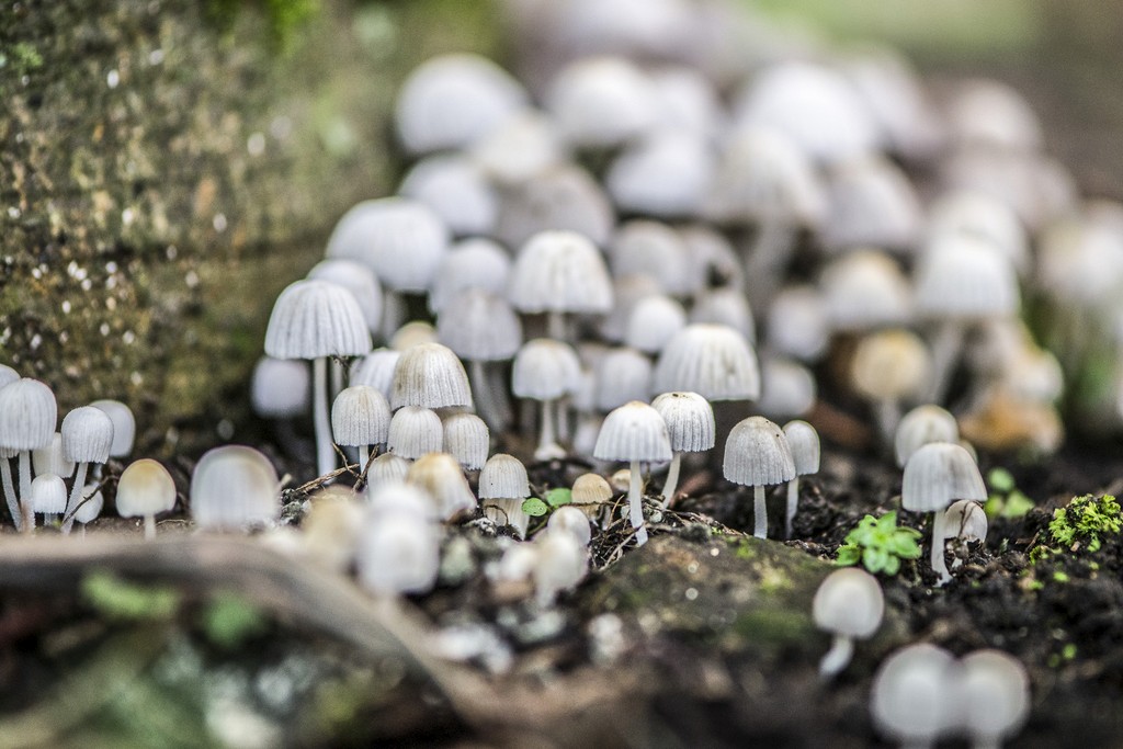 Photography by Jacob Burress — 14